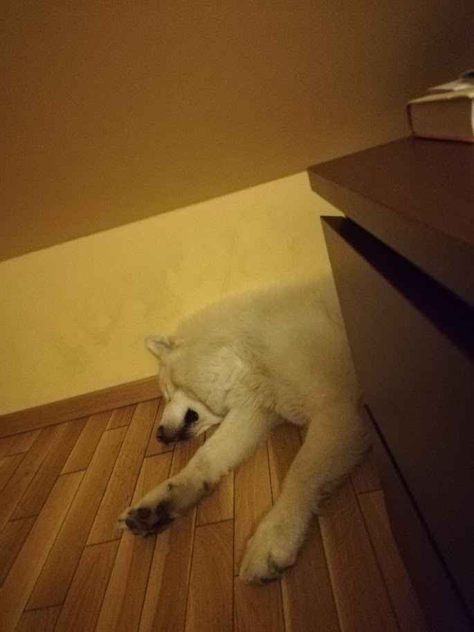 Haker śpi obok łóżka